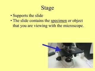Supports The Microscope Slide And Viewing Object