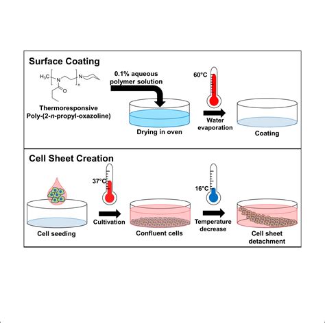 Surface Coating For Cell Culture