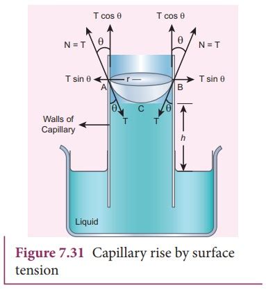 Surface Tension Using Capillary Rise Method