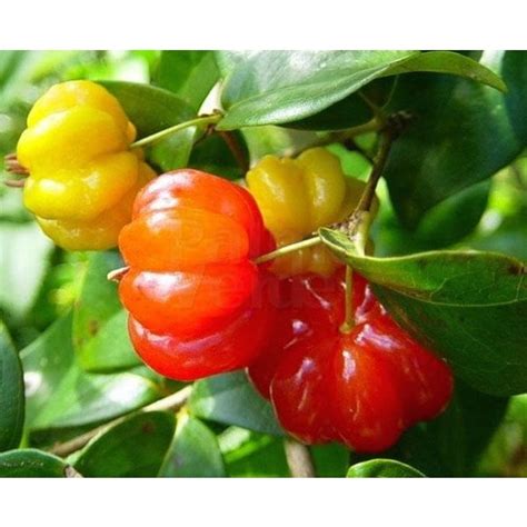 surinamese cherry