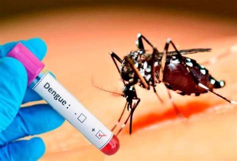 surto de dengue brasil