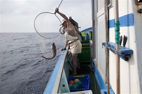 sustainable fishing