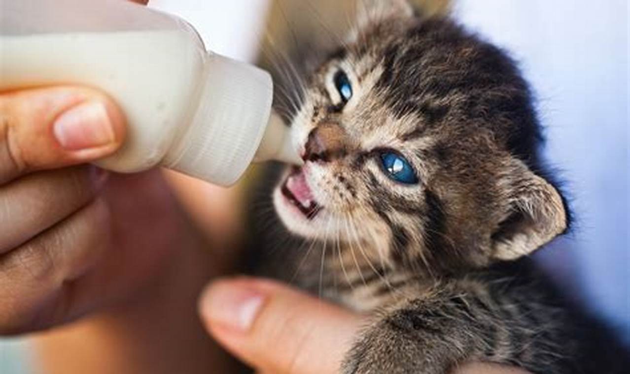Pentingnya Susu Khusus untuk Pertumbuhan dan Perkembangan Anak Kucing