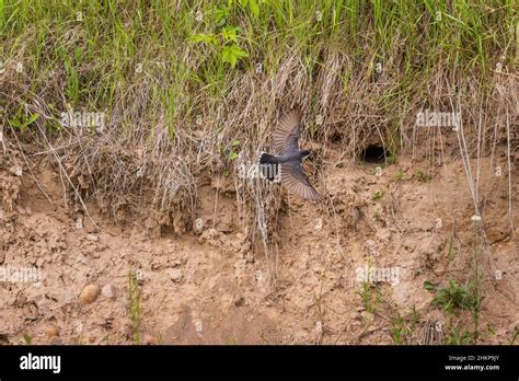 Swallow Kingbird Nest