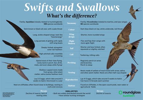 Discover 10 Insights swallow vs swift Avian Secrets Revealed