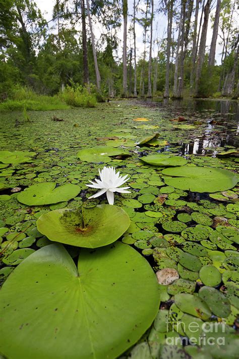 Swamp Lily Pads
