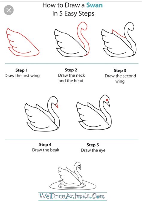 How to Draw a White Swan Step by Step Cute Easy Drawings