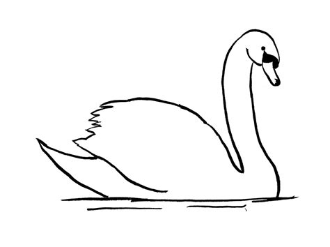 Swan Drawing
