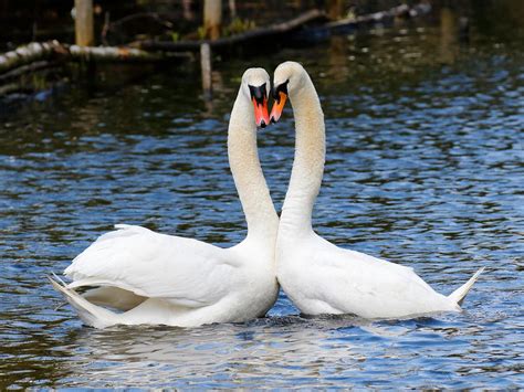 swan mating courtship