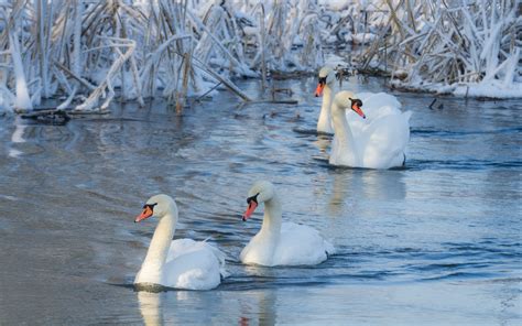 Swans In Winter