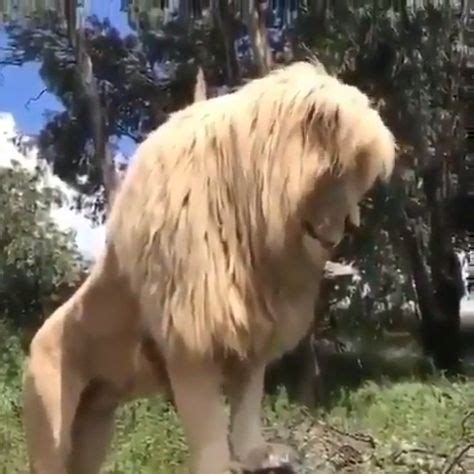 Swearing parrot turns the air blue in a WELSH accent! Daily Star