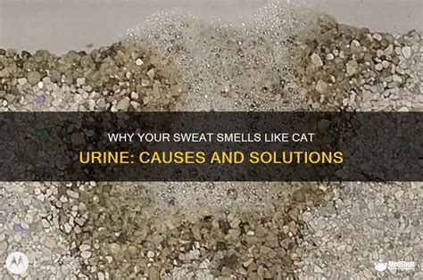 Sweat Smells.like Cat Pee