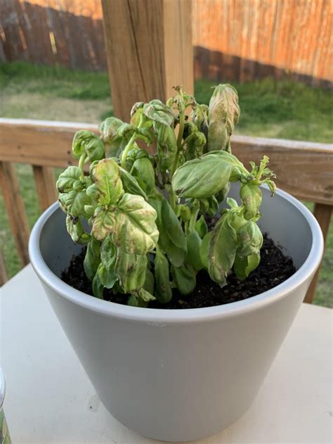 Sweet Basil Dying