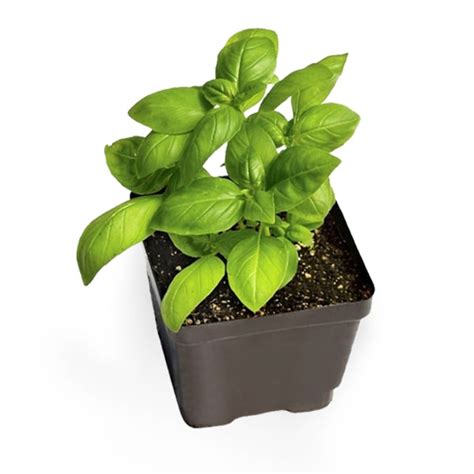 Sweet Basil Insect Repellent