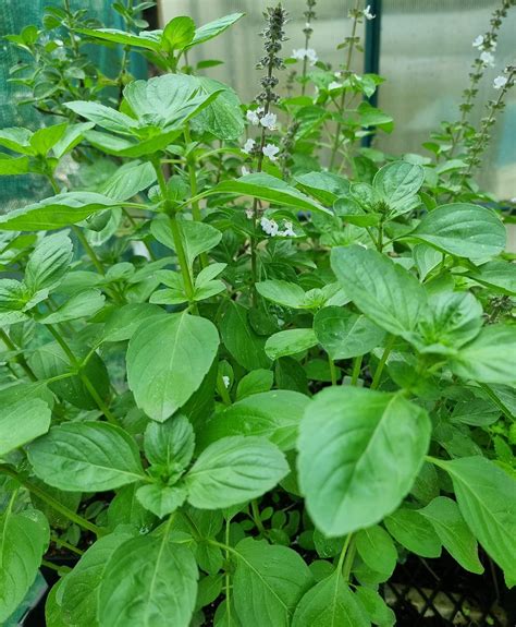 Sweet Basil Perennial