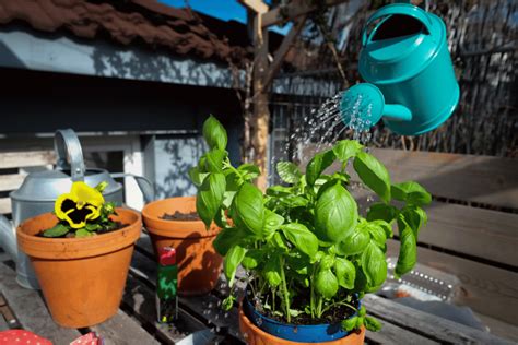 Sweet Basil Watering