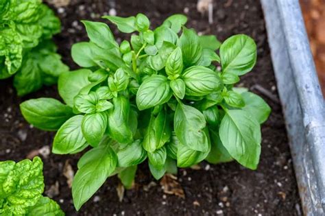 Sweet Basil When To Plant Outside