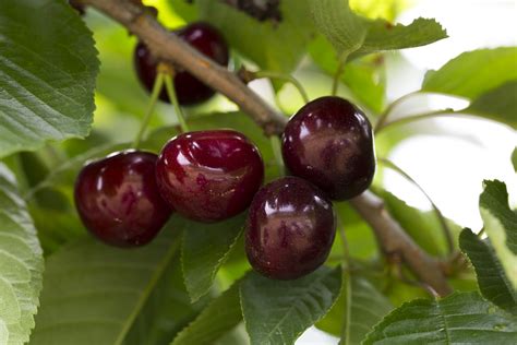 sweet black cherries 12