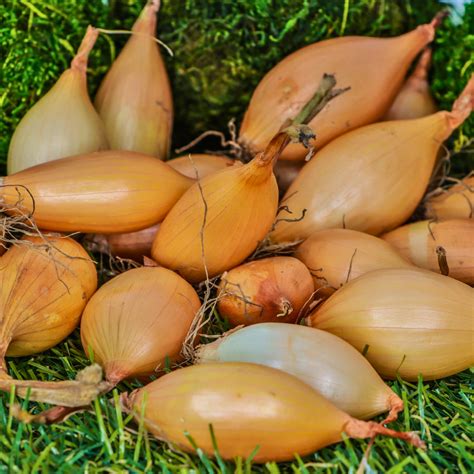 sweet candy onion sets