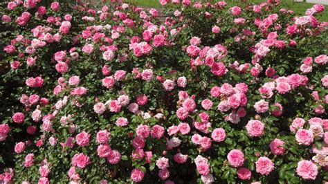 Sweet Drift Rose: Rare Beauty Unveiled