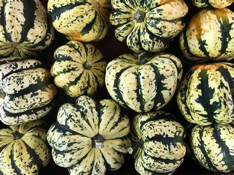 Sweet Dumpling Squash Information and Facts