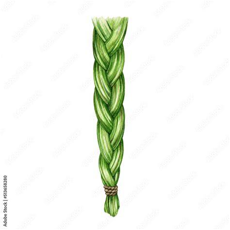 sweet grass drawing
