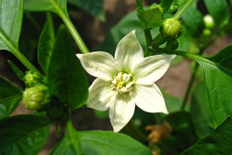 Sweet Pepper Flowers