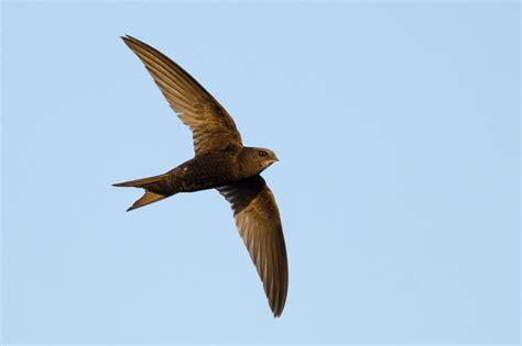 swift bird