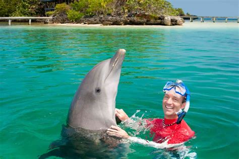 swim with dolphins