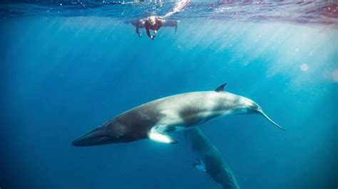 swim with dwarf minke whales