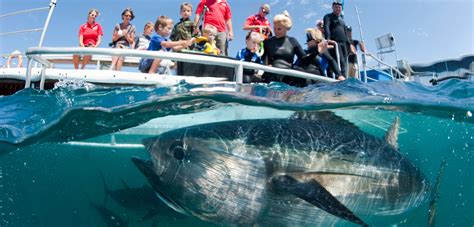 swim with tuna south australia