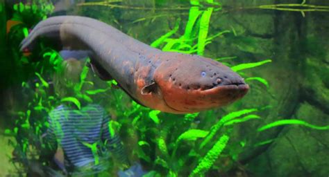 swimming in the electric eels and knifefishes
