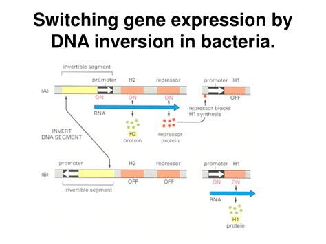 Switch Gene Expression