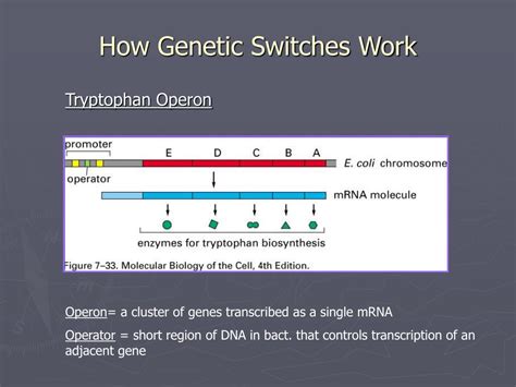 Switch Gene Sequences