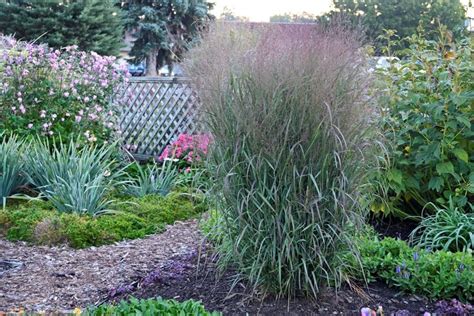 Switch Grass Garden