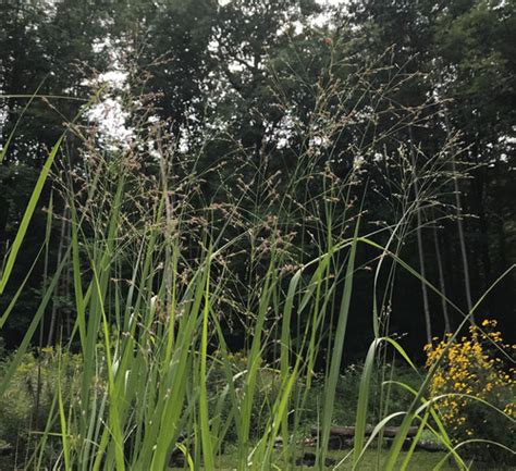 switchgrass nude amanda