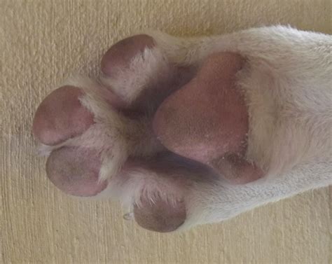 Swollen Feet On Dog