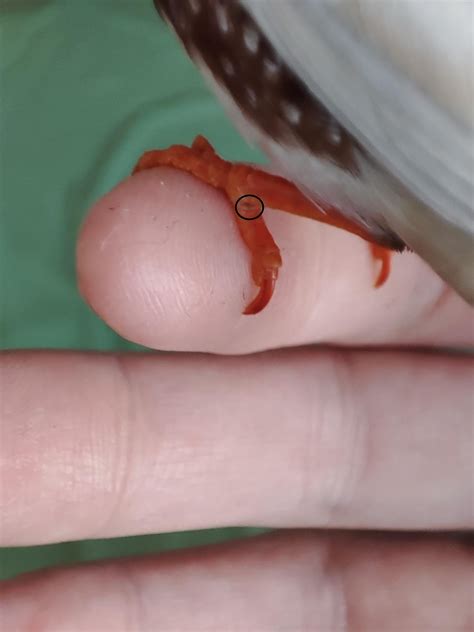 Swollen Feet Zebra Finch