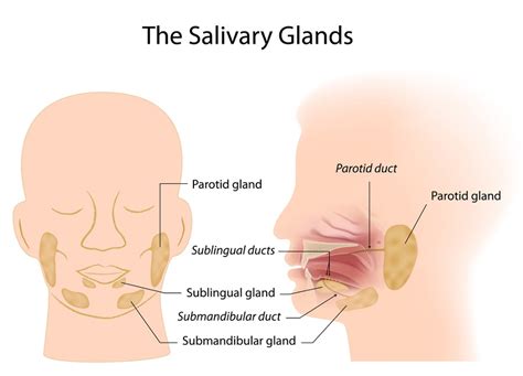 What Causes Swollen Salivary Glands? Symptoms, Treatment, and Home Remedies