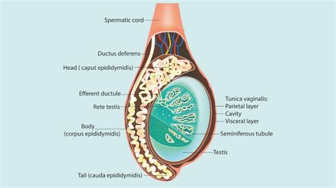 Swollen Testicles Allergic Reaction