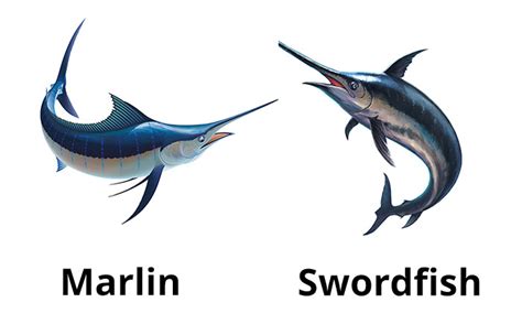 Swordfish And Blue Marlin Difference