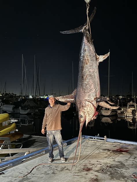 Swordfish Biggest Marlin