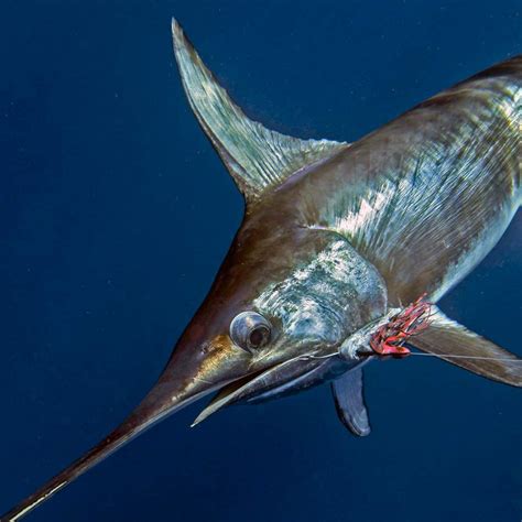 Swordfish In Image