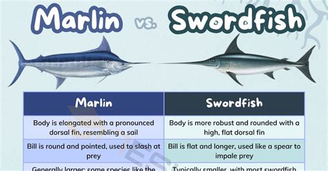 Swordfish Vs Marlin Size