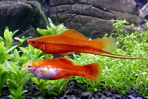 Swordtail Fish Behavior
