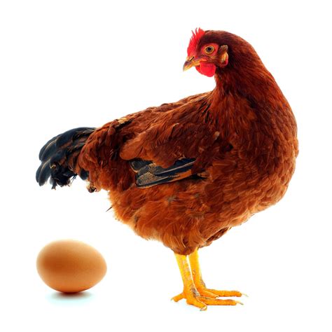Syarat Ayam Petelur yang Akan Dipelihara Adalah