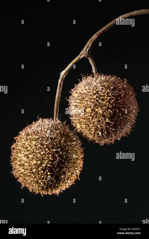 Sycamore Seed Pods