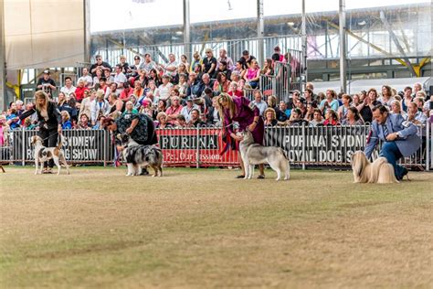 sydney royal easter show 2024 dogs