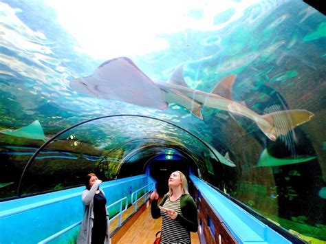 sydney sea life aquarium