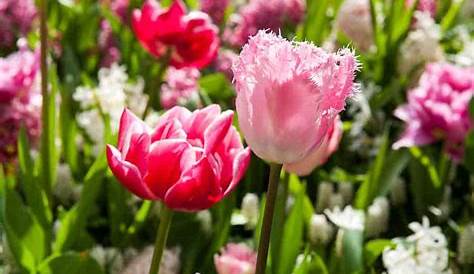 Tulipe, symbolique de la fleur. Origine et galerie photos.